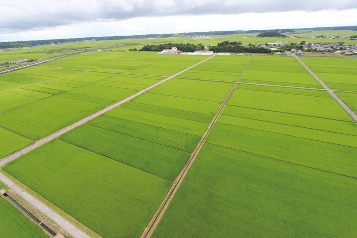 Open rice fields in the Chiba countryside